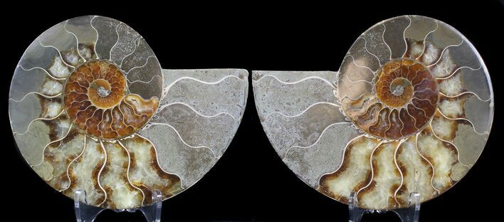 Cut & Polished Ammonite Fossil - Agatized #39505
